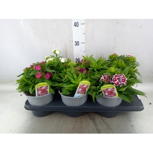 Dianthus barb.