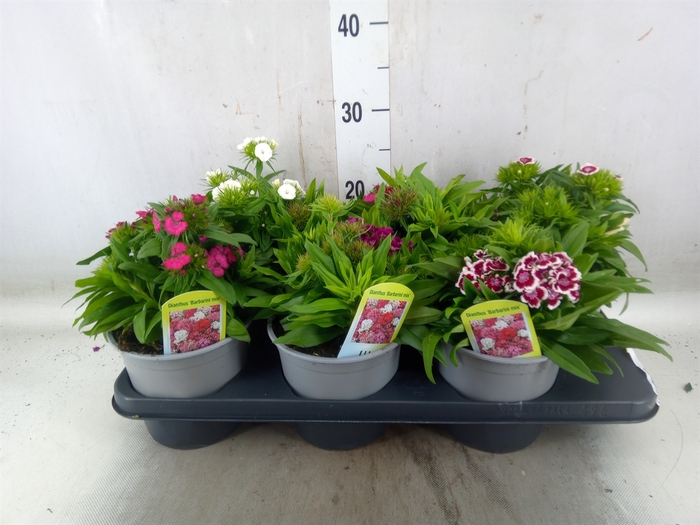 <h4>Dianthus barb.</h4>
