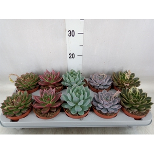 Echeveria   ...mix