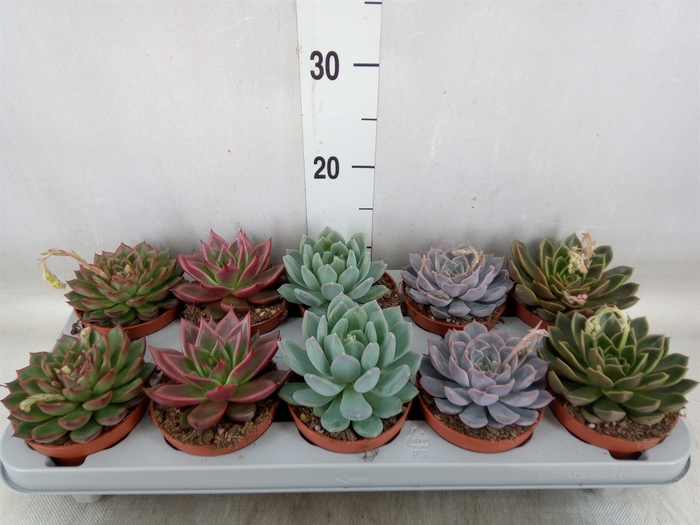 <h4>Echeveria   ...mix</h4>