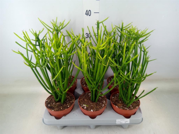 <h4>Euphorbia tirucalli</h4>