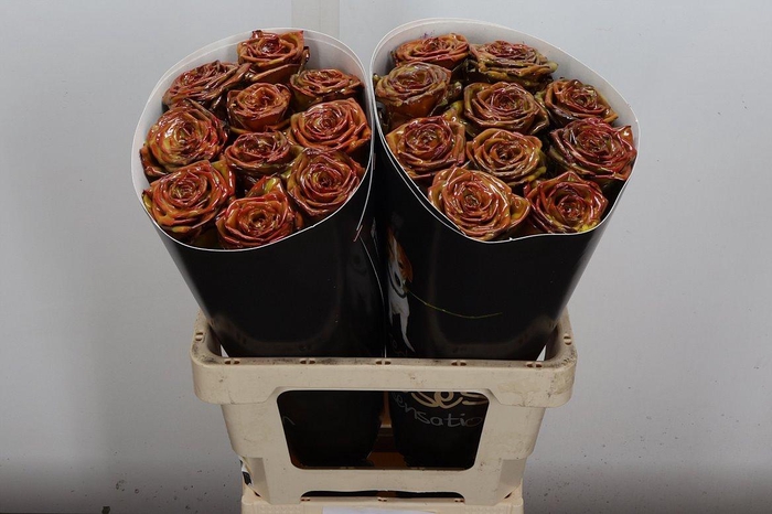 <h4>R Wx (rn) Yellow Gold</h4>