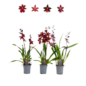 Inca Cambria Red Beauty mix 2 spike 9cm