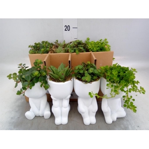 Arr.   Kamerplant Groen L%