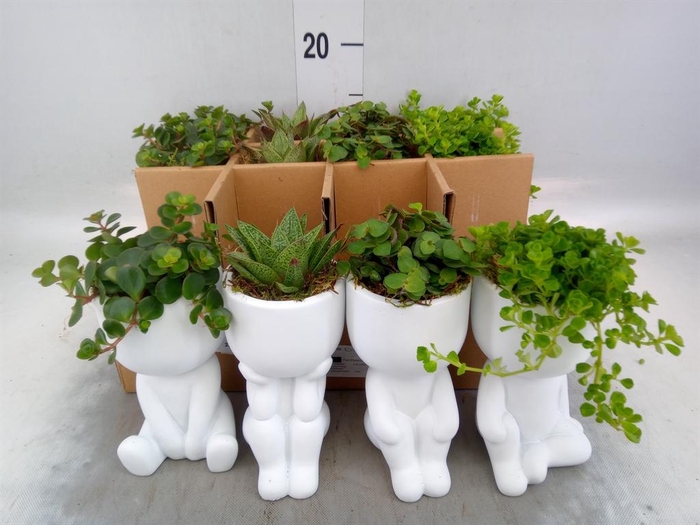 <h4>Arr.   Kamerplant Groen L%</h4>