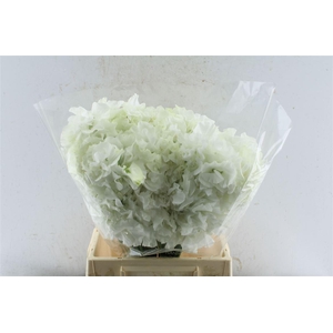 Lathyr Od Yukinohana