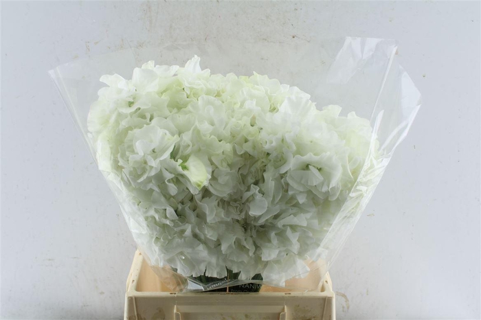 <h4>Lathyr Od Yukinohana</h4>