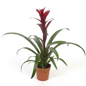 Guzmania Nextara