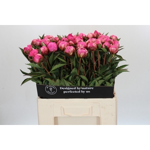 Paeonia Dr A Fleming