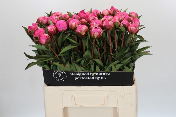 <h4>Paeonia Dr A Fleming</h4>
