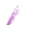 Lunaria Purple