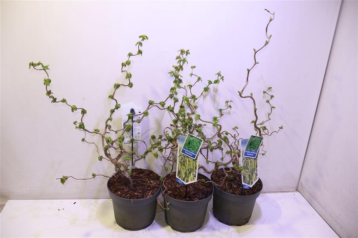 <h4>Corylus A Contorta</h4>