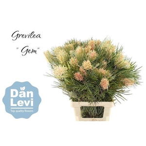 GREVI GEM