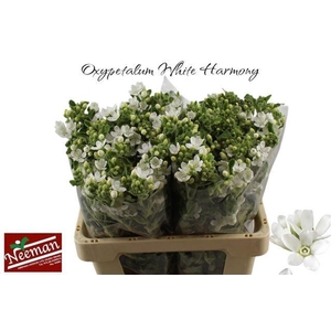 OXY CO PERF WHI HARM