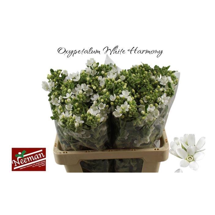 <h4>OXY CO PERF WHI HARM</h4>