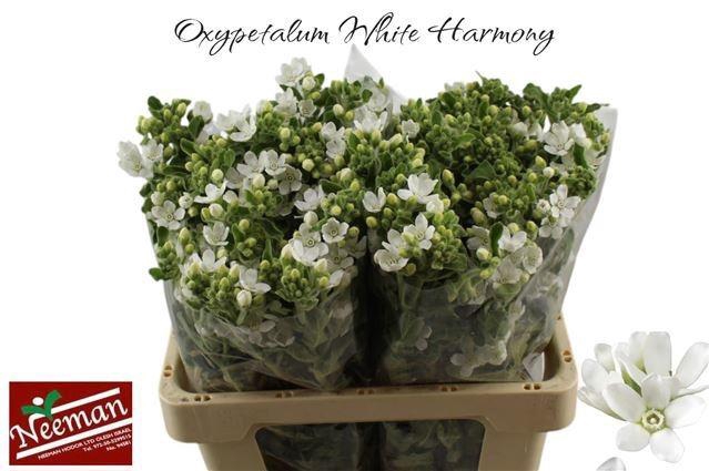 <h4>OXY CO PERF WHI HARM</h4>