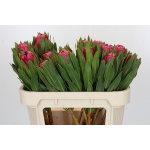 PROTEA BRENDA