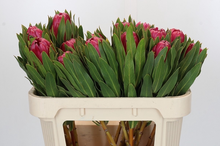 <h4>PROTEA BRENDA</h4>