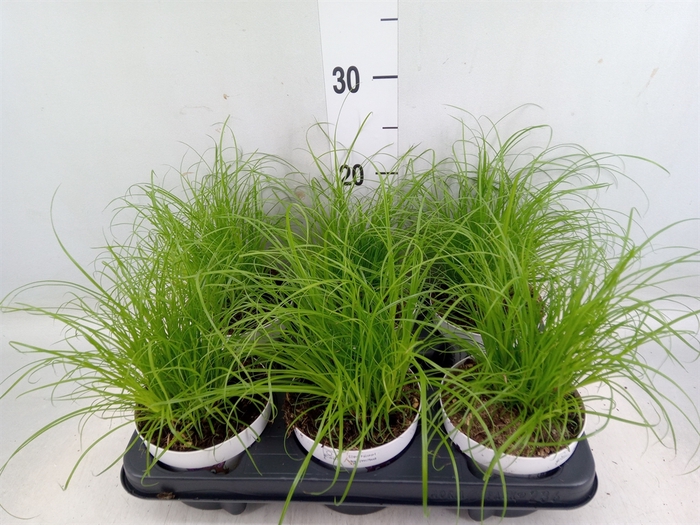 <h4>Cyperus alternifolius 'Zumula'</h4>