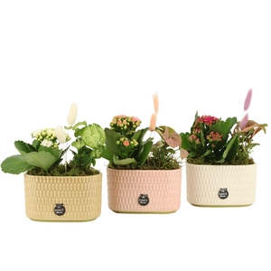 21973: Contradiction arrangement