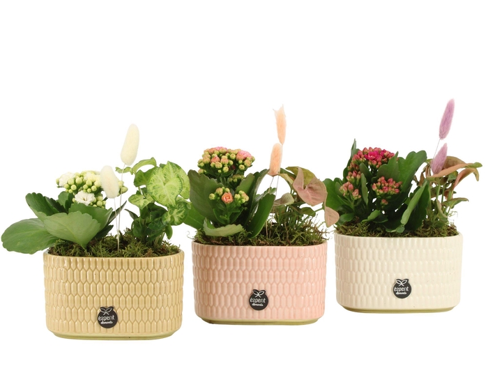 <h4>21973: Contradiction arrangement</h4>