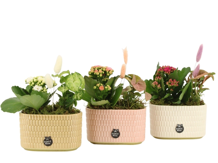 <h4>21973: Contradiction arrangement</h4>