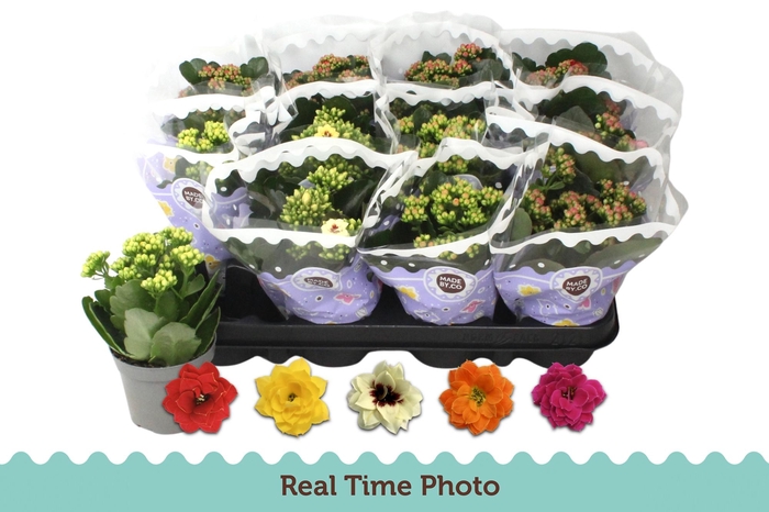 <h4>KAL GE GEM 5 KL</h4>