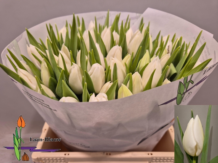 <h4>TU EN POLAR BEAR</h4>