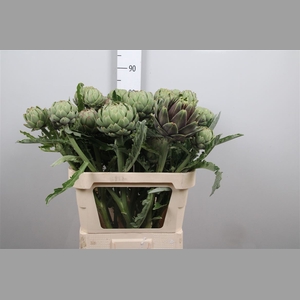 Cynara Sc Green Glob