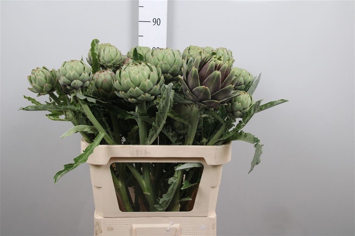 <h4>Cynara Sc Green Glob</h4>