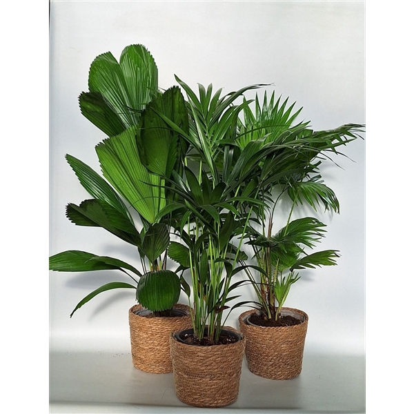 <h4>Exclusive palmmix / livi /licu/kent in mand kandy</h4>