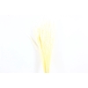 Dried Erba Cristina Bleached Bunch
