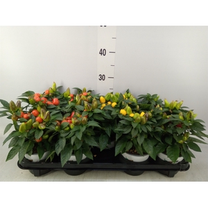Capsicum annuum 'Mambo'   ...mix