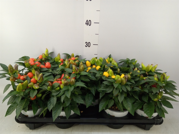 <h4>Capsicum annuum 'Mambo'   ...mix</h4>