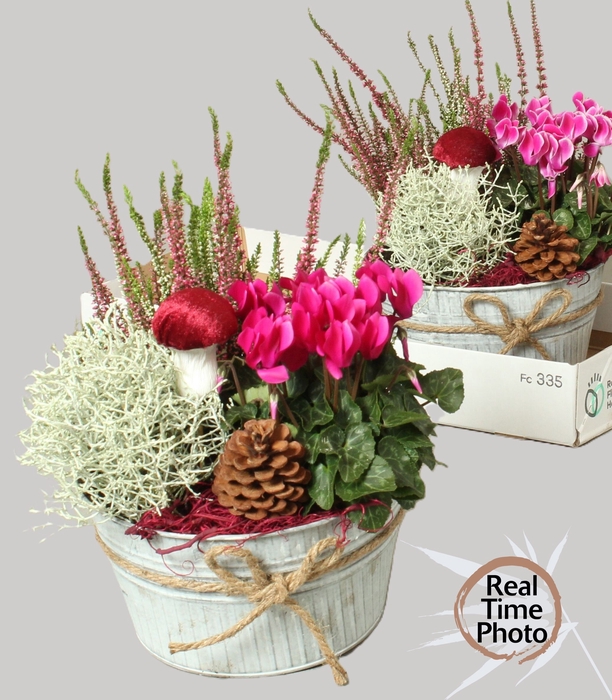 <h4>ARR TUINPLANTEN</h4>
