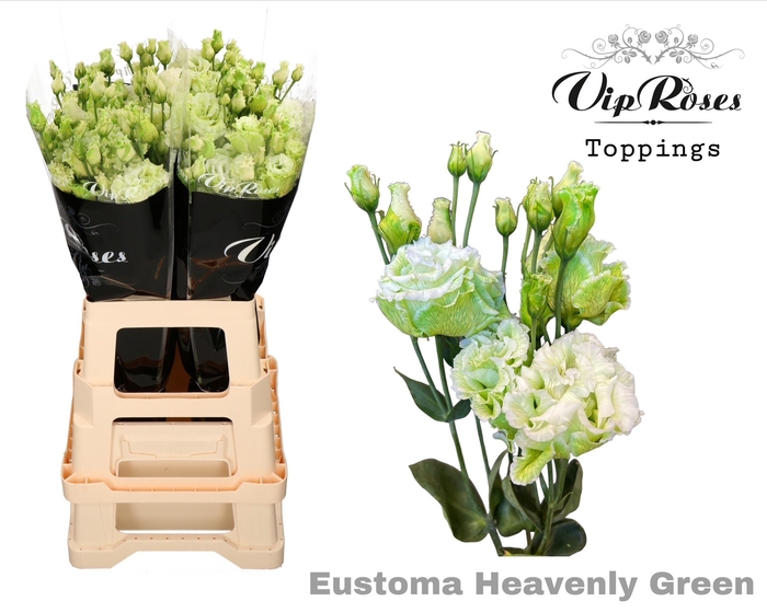 <h4>Eust G Alissa Heavenly Green</h4>