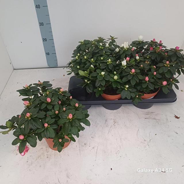 <h4>RHODO SI VOGEL GEM</h4>