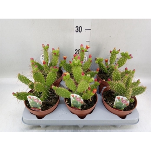 Opuntia