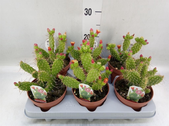 <h4>Opuntia</h4>