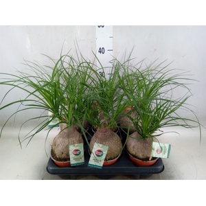 Beaucarnea recurvata