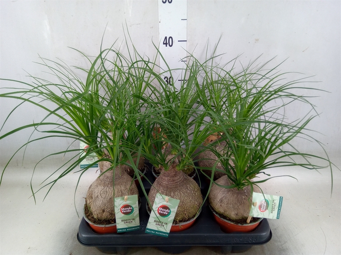 <h4>Beaucarnea recurvata</h4>