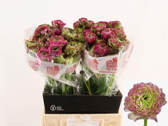 <h4>RAN PON PON MALVA</h4>