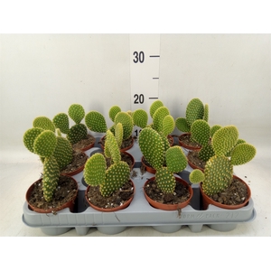 Opuntia microdasys var. pallida