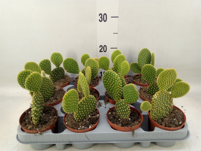 <h4>Opuntia microdasys var. pallida</h4>