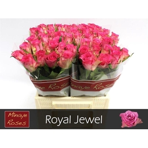 R Gr Royal Jewel