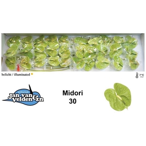Anth A Midori 9 cm X30 Jan van Velden