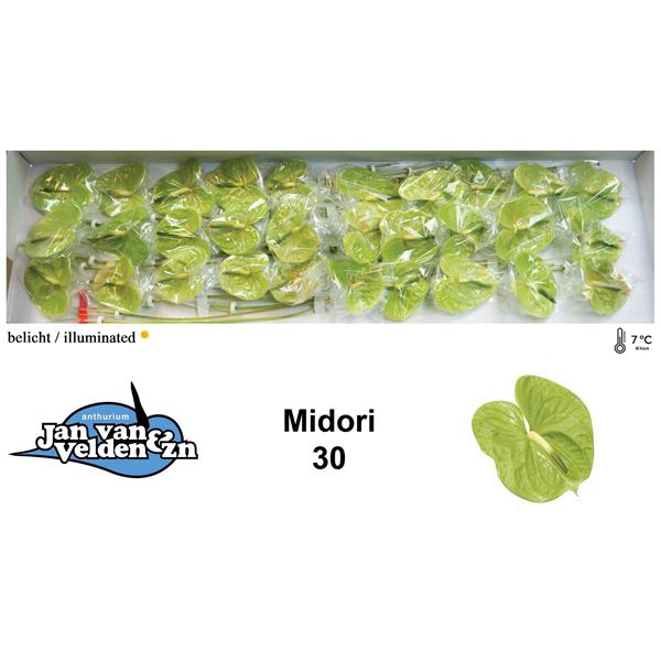 <h4>Anth A Midori 9 cm X30 Jan van Velden</h4>