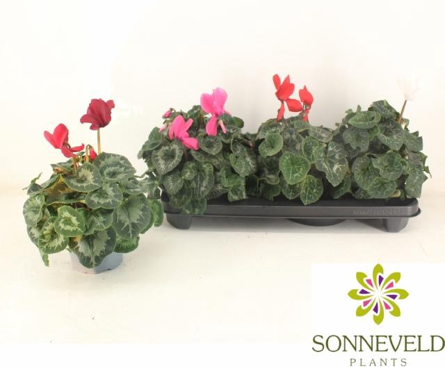 <h4>CYCL GR SUP XL</h4>