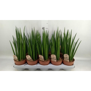 Sansevieria bacularis