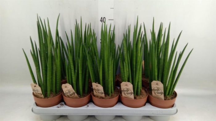 <h4>Sansevieria bacularis</h4>